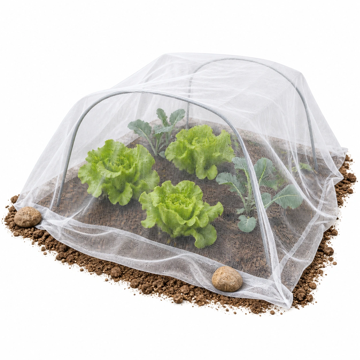 Filet de protection du potager installé sur des arceaux au-dessus de salades, sur fond blanc