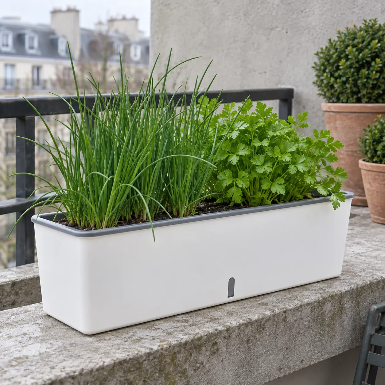 Jardinière à réserve d'eau plantée de ciboulette et de persil sur un rebord de balcon