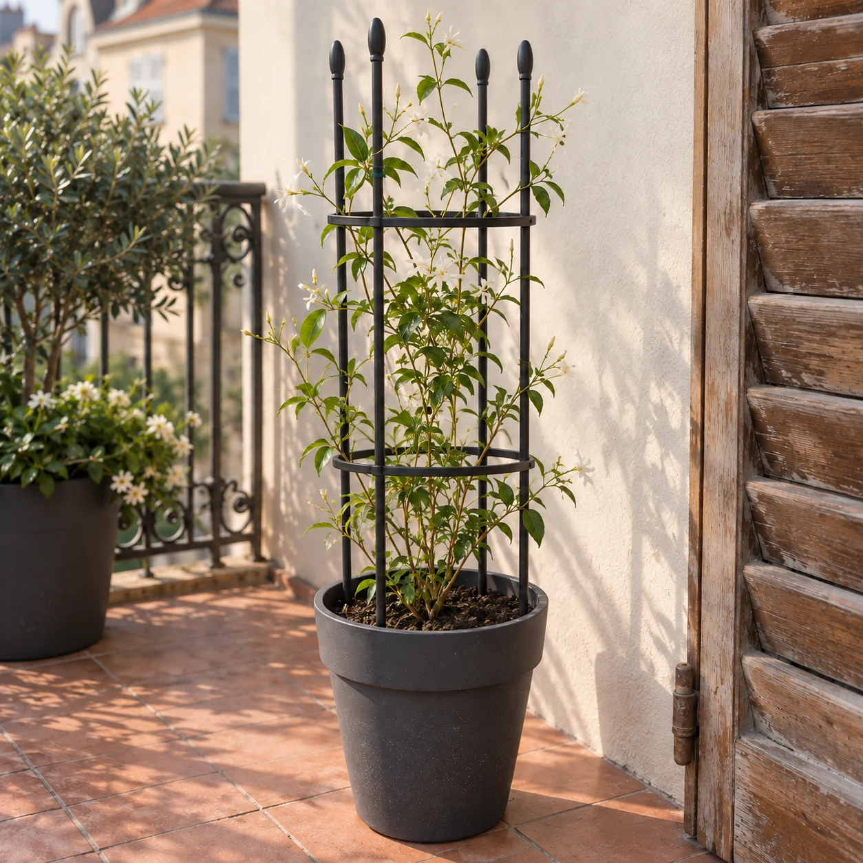 Treillis noir planté dans un pot de balcon, un jasmin grimpe le long des montants