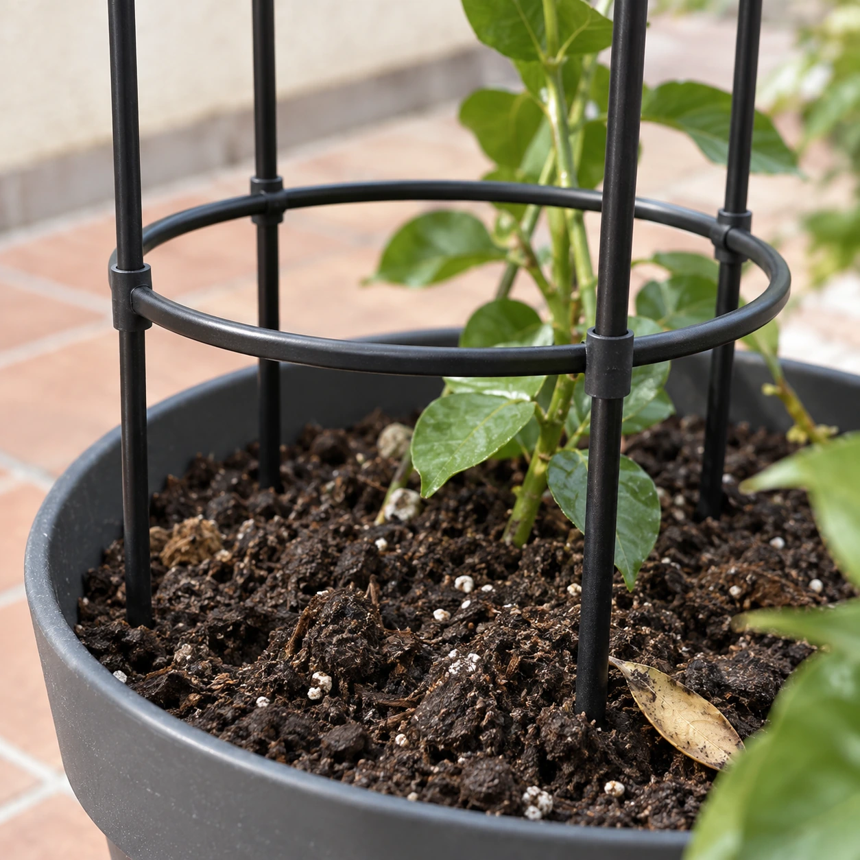 Pieds du treillis plantés dans le terreau d'un pot, sous le cercle du bas