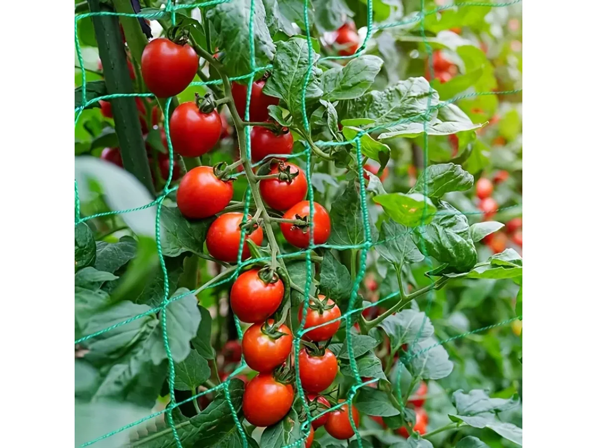 Grappes de tomates cerises rouges vues à travers la maille verte du filet tendu